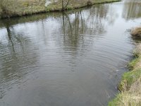 Zarybňování Litavky (15)